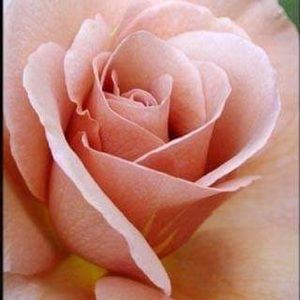 Meet your Posher, Jeanine